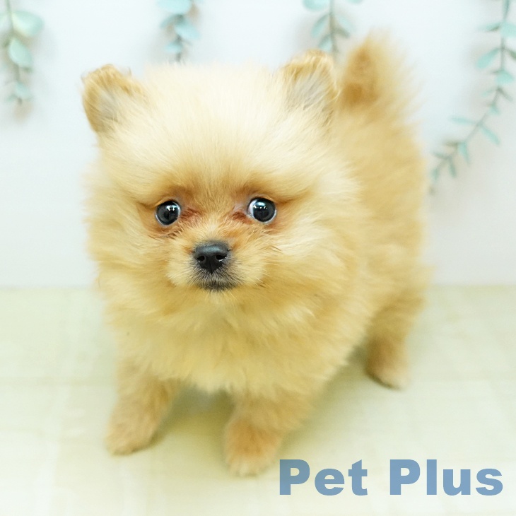 ポメラニアンの写真2