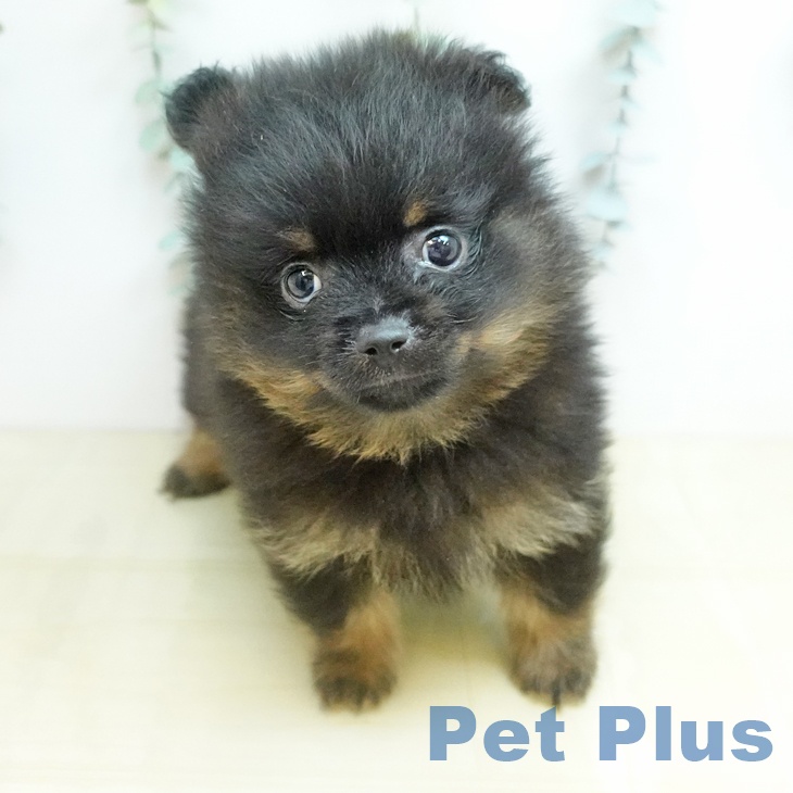 ポメラニアンの写真2