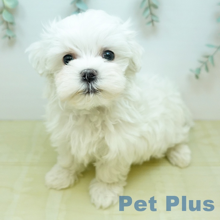 マルチーズの写真2