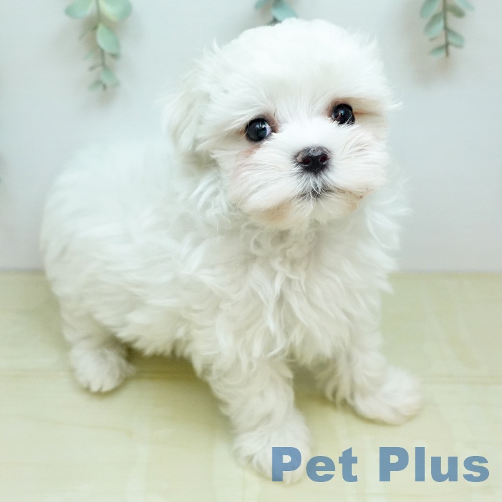 マルチーズの写真2