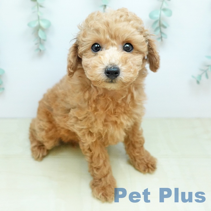 トイ・プードル