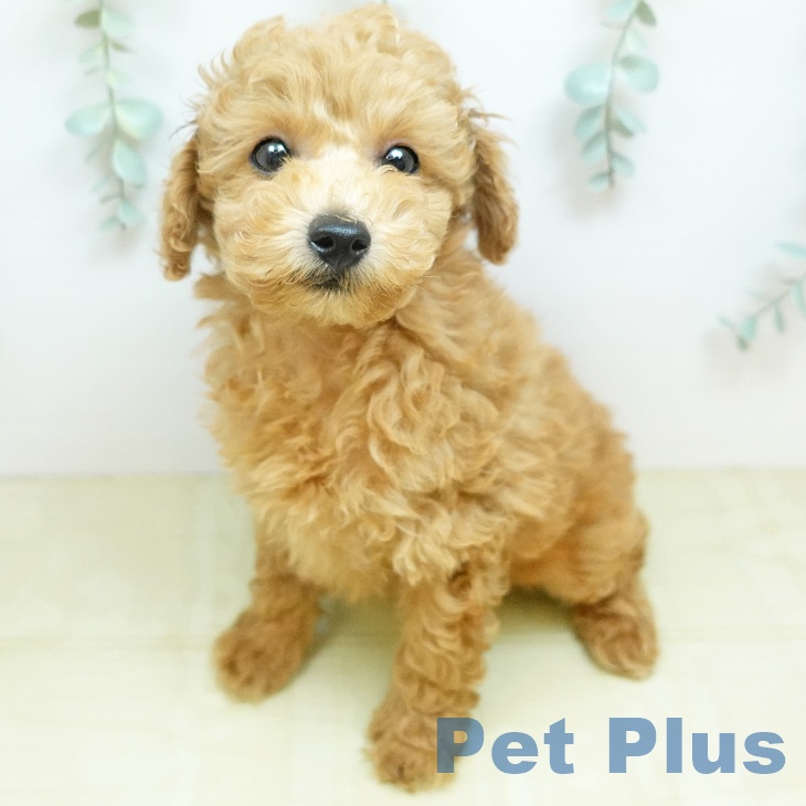 トイ・プードルの写真2