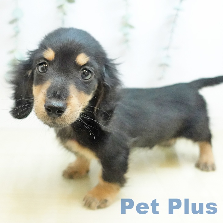 カニーンヘン・ダックスフンド