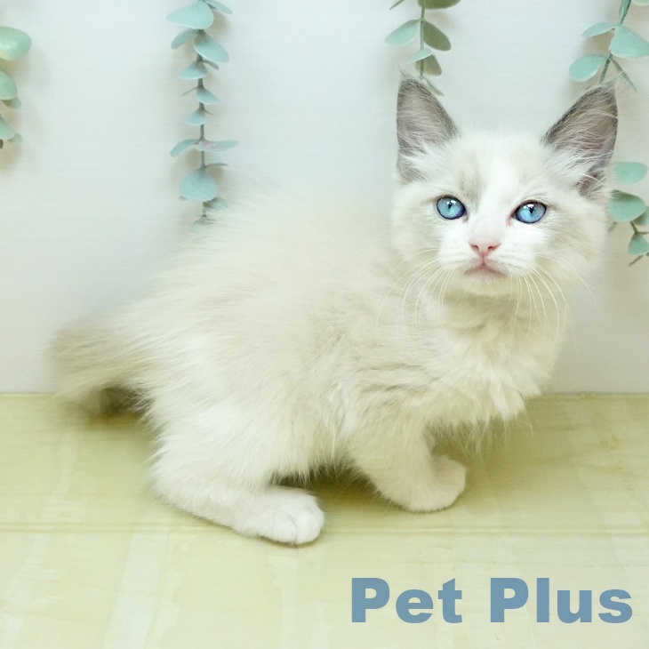 神奈川県のラグドール (ペッツワン 横須賀久里浜店/2026年2月9日生まれ/男の子/ブルーポイントバイカラー)の子猫の2枚目の画像