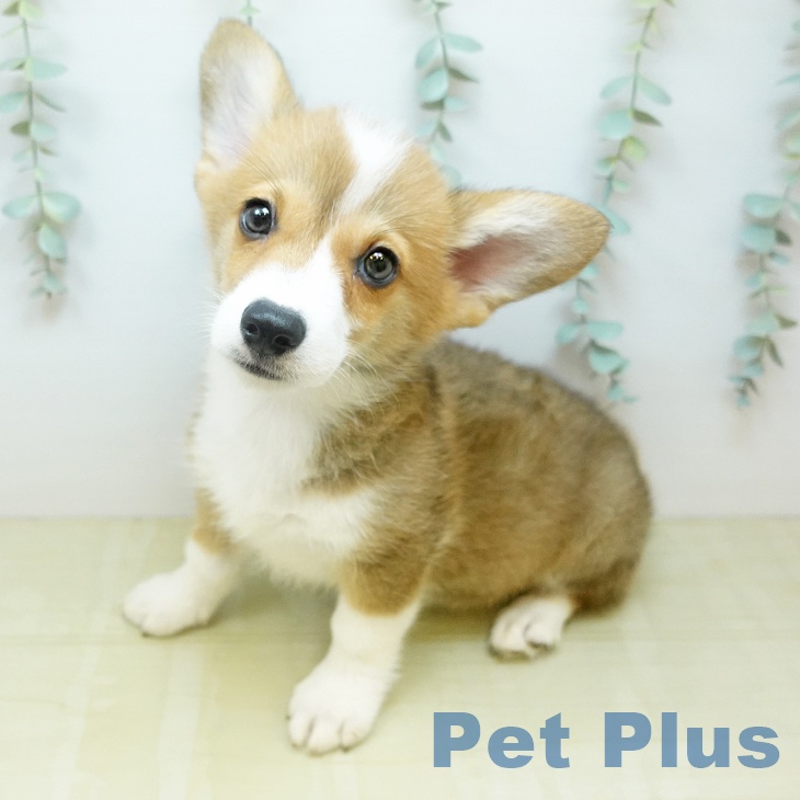 ウェルシュ・コーギー・ペンブローク