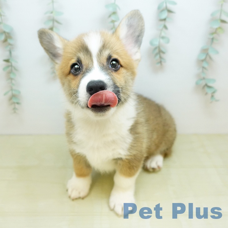 ウェルシュ・コーギー・ペンブローク