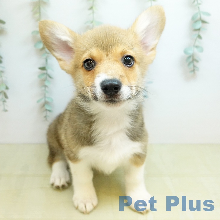 ウェルシュ・コーギー・ペンブローク