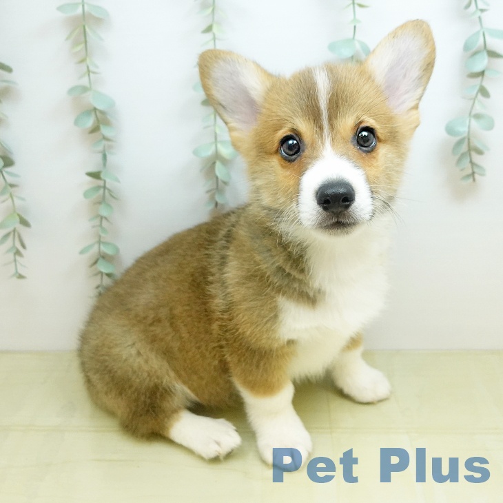 ウェルシュ・コーギー・ペンブローク