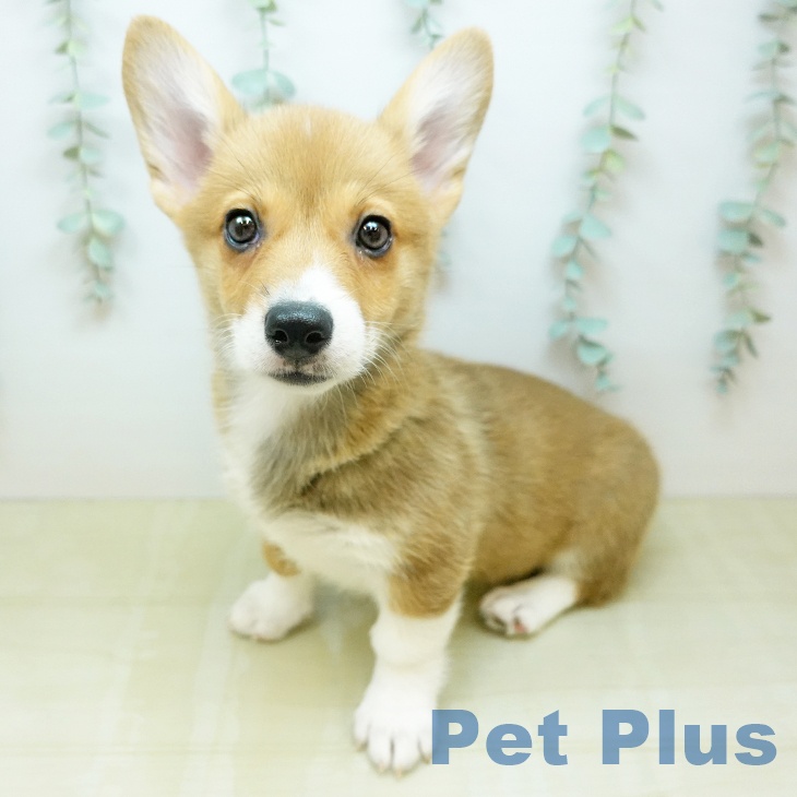 長野県のウェルシュコーギーペンブローク (ペットプラス 長野店/2026年2月12日生まれ/女の子/レッドホワイト)の子犬の1枚目の画像