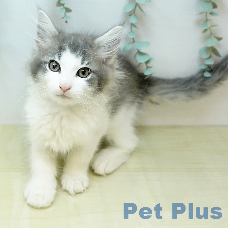 東京都のノルウェージャンフォレストキャット (ペットプラス アクアシティお台場店/2026年2月4日生まれ/男の子/ブルータビーホワイト)の子猫
