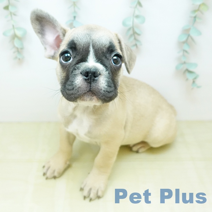 埼玉県のフレンチブルドッグ (ペッツワン 新座店/2026年2月4日生まれ/男の子/フォーンホワイト)の子犬の1枚目の画像