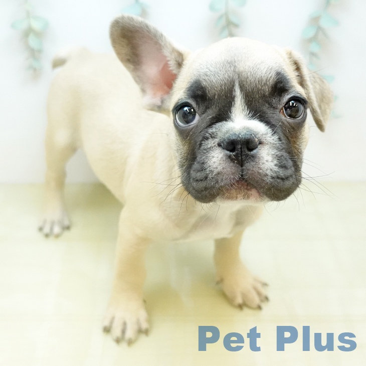 埼玉県のフレンチブルドッグ (ペッツワン 新座店/2026年2月4日生まれ/男の子/フォーンホワイト)の子犬の2枚目の画像