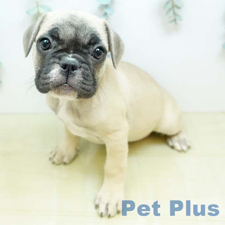 フレンチ・ブルドッグ