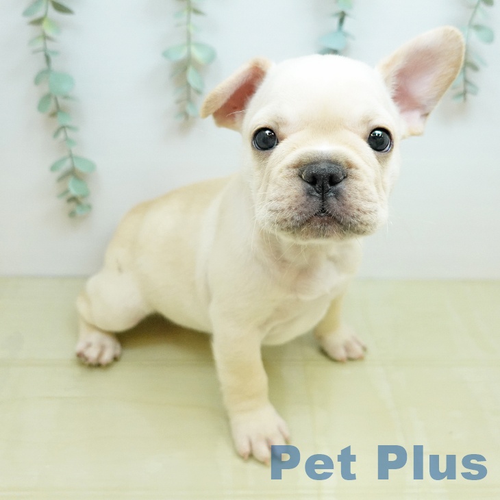 フレンチ・ブルドッグの写真2