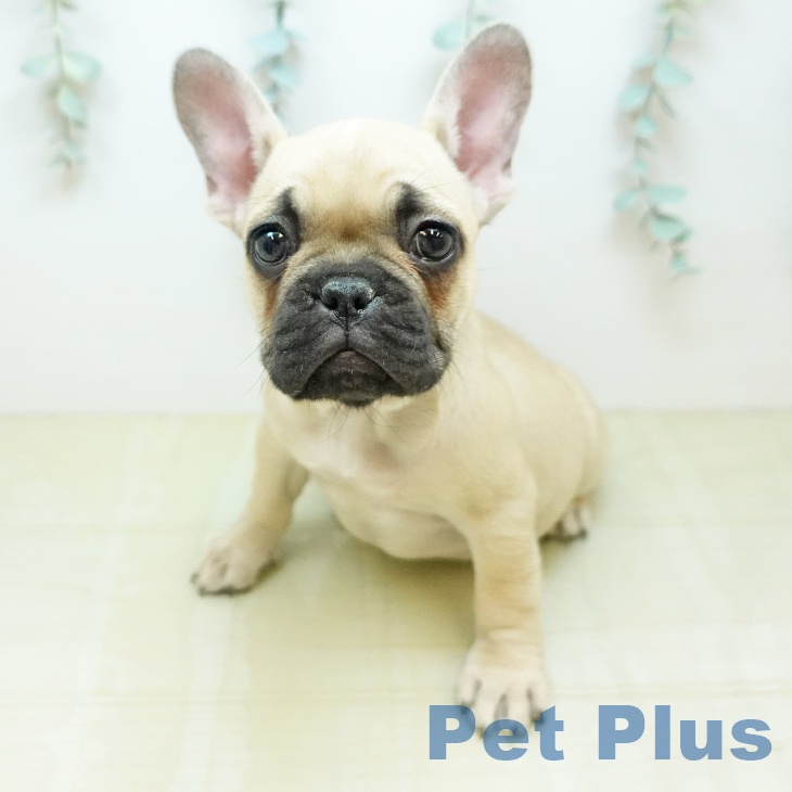 フレンチ・ブルドッグ