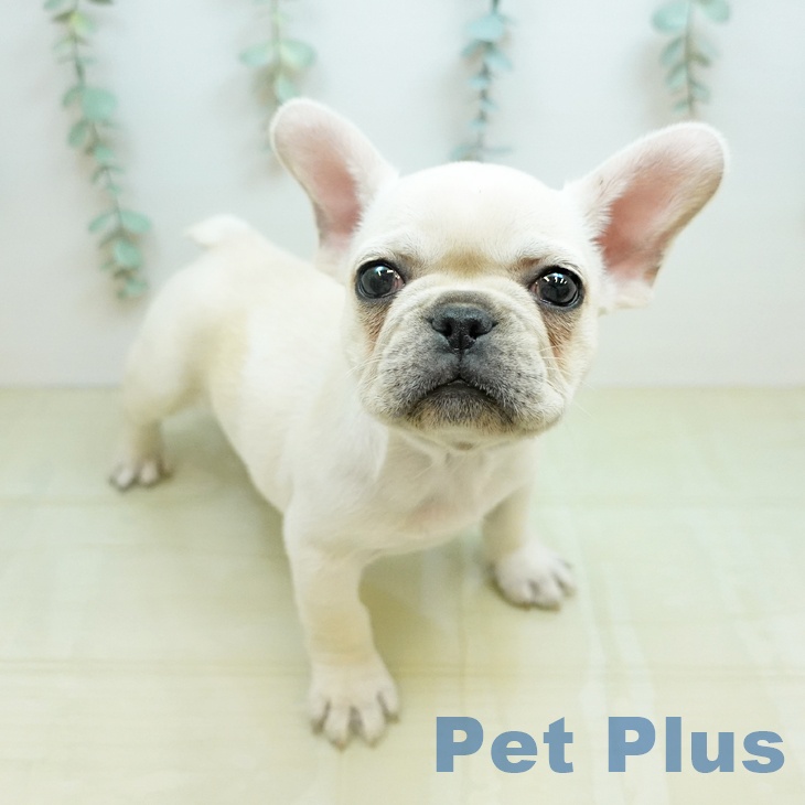 フレンチ・ブルドッグ