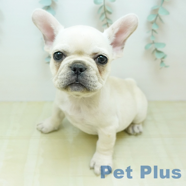 フレンチ・ブルドッグの写真2