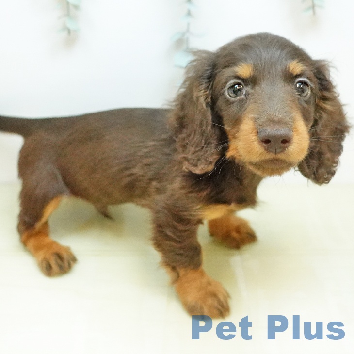 カニーンヘン・ダックスフンド