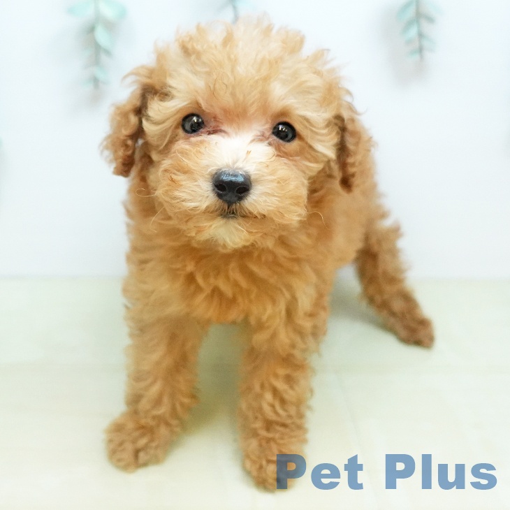 愛媛県のトイプードル(トイ) (ペットプラス 新居浜店/2026年2月6日生まれ/男の子/アプリコット)の子犬の1枚目の画像