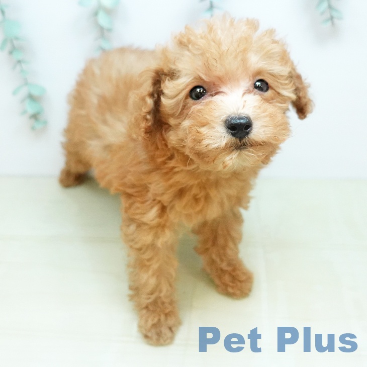 愛媛県のトイプードル(トイ) (ペットプラス 新居浜店/2026年2月6日生まれ/男の子/アプリコット)の子犬の2枚目の画像