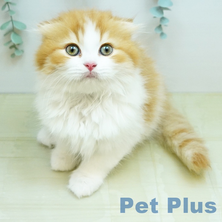 スコティッシュフォールドの写真2