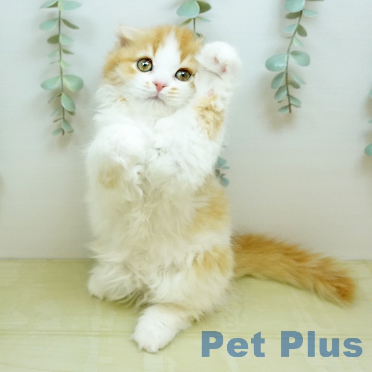 スコティッシュフォールドの写真2