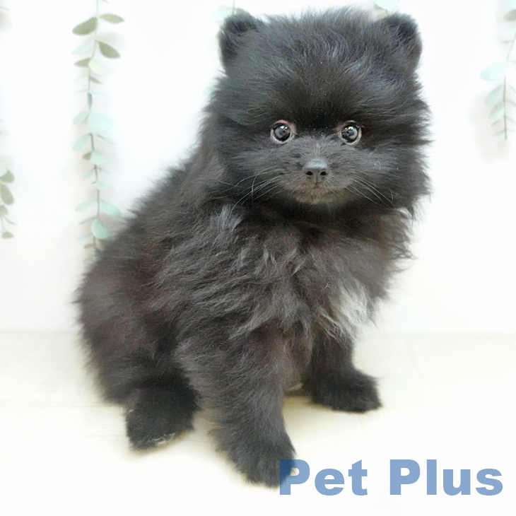 ポメラニアンの写真2