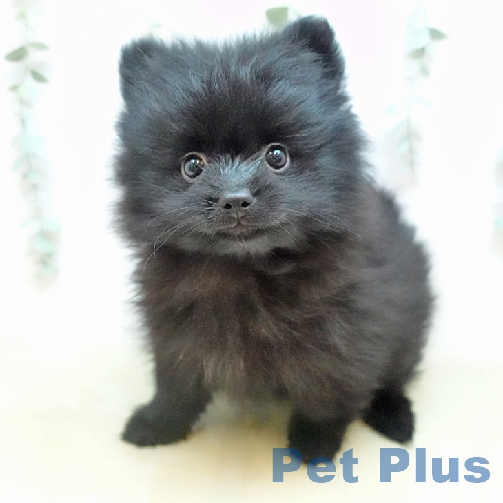 岡山県のポメラニアン (ペッツワン 岡山南店/2026年2月14日生まれ/女の子/ブラック)の子犬の1枚目の画像