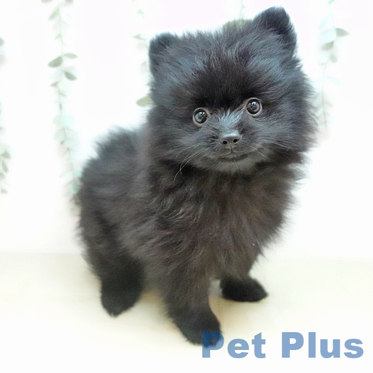 岡山県のポメラニアン (ペッツワン 岡山南店/2026年2月14日生まれ/女の子/ブラック)の子犬の2枚目の画像