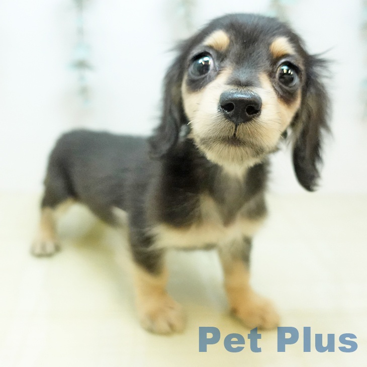 カニーンヘン・ダックスフンド