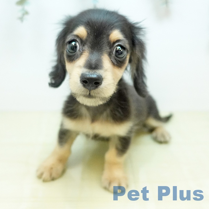 カニーンヘン・ダックスフンドの写真2