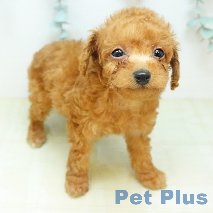 トイ・プードル