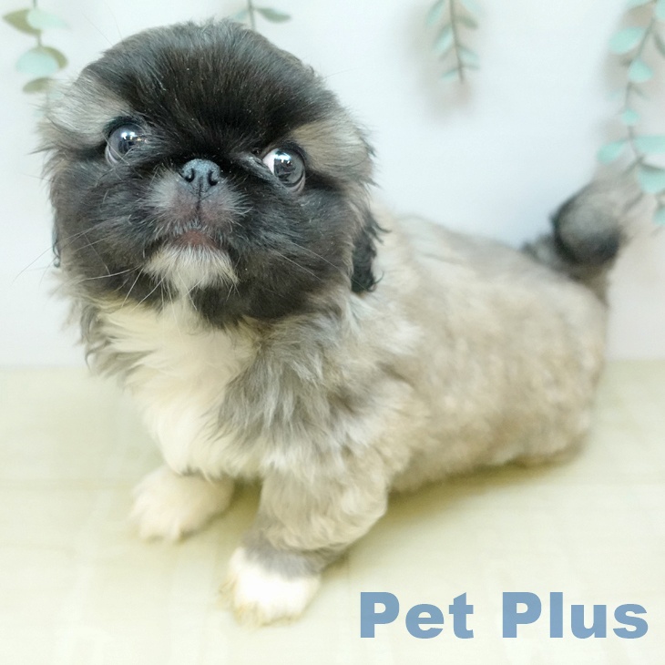 ペキニーズの写真2