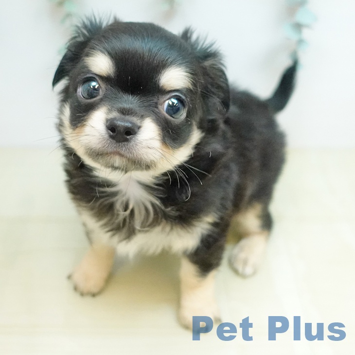 香川県のチワワ(ロング) (ペットプラス 綾川店/2026年2月18日生まれ/男の子/ブラッククリーム)の子犬の1枚目の画像