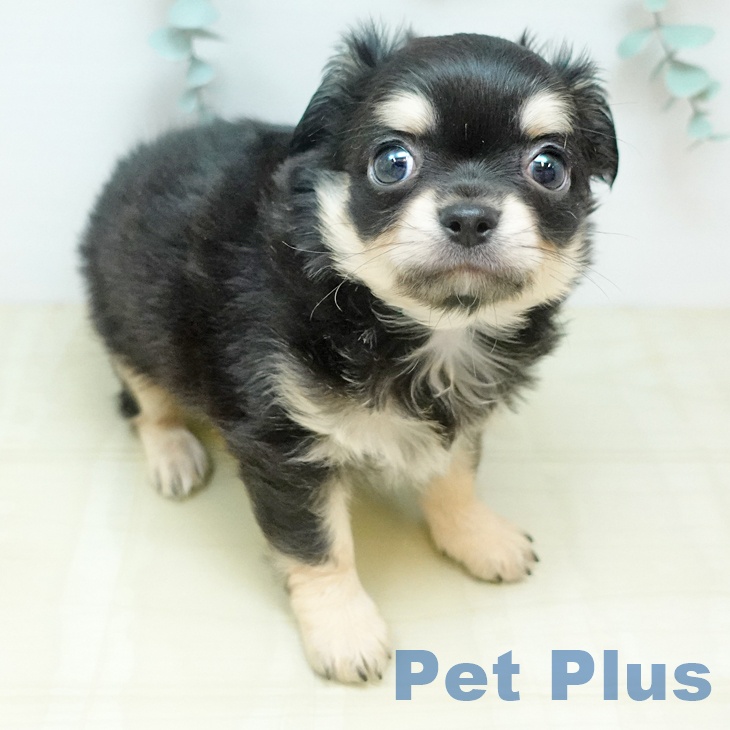 香川県のチワワ(ロング) (ペットプラス 綾川店/2026年2月18日生まれ/男の子/ブラッククリーム)の子犬の2枚目の画像