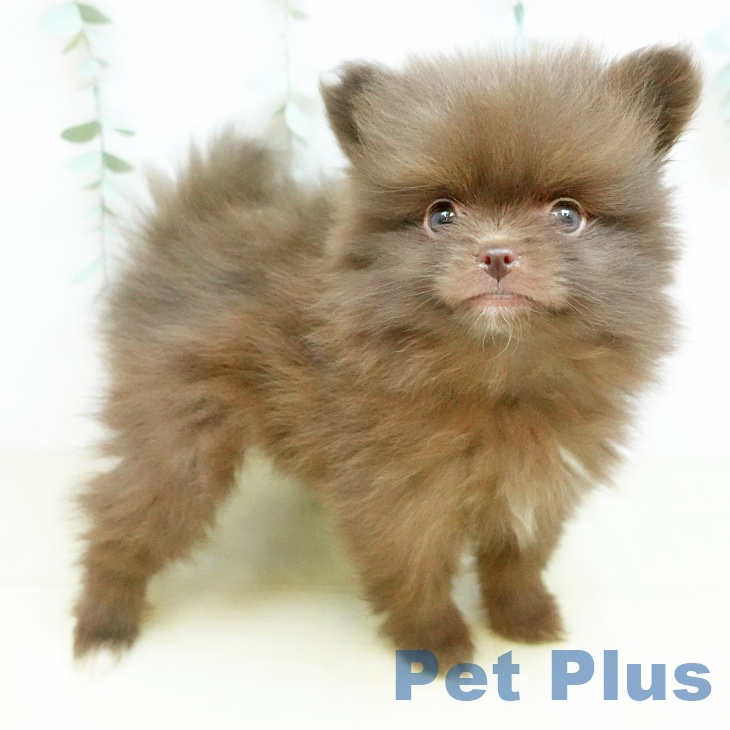 ポメラニアンの写真2