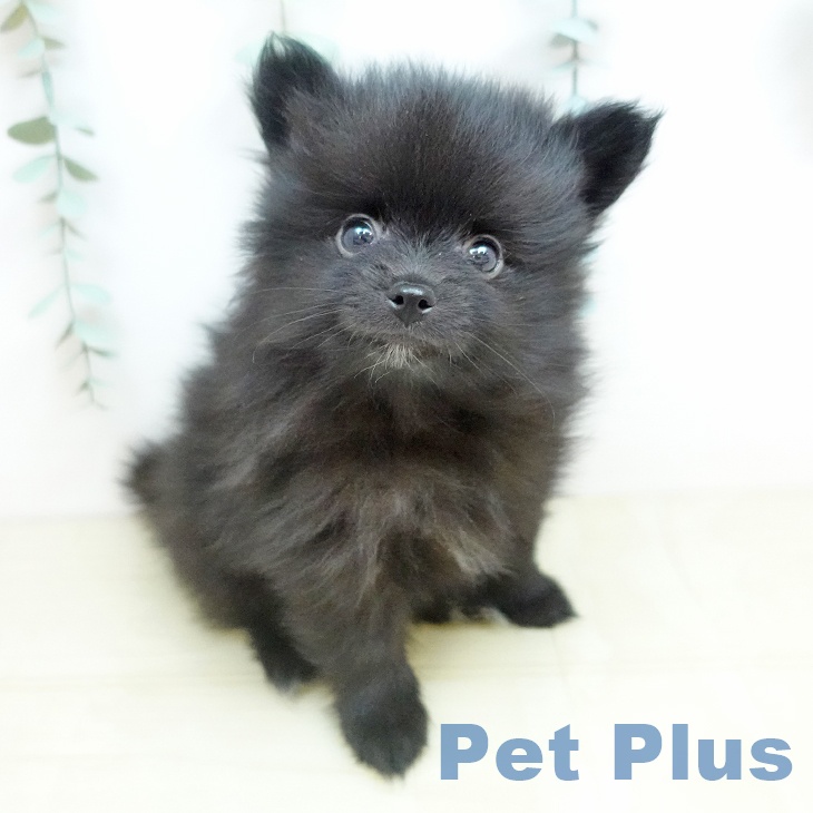 埼玉県のポメラニアン (ペットプラス ららぽーと富士見店/2026年2月17日生まれ/男の子/ブラック)の子犬の1枚目の画像