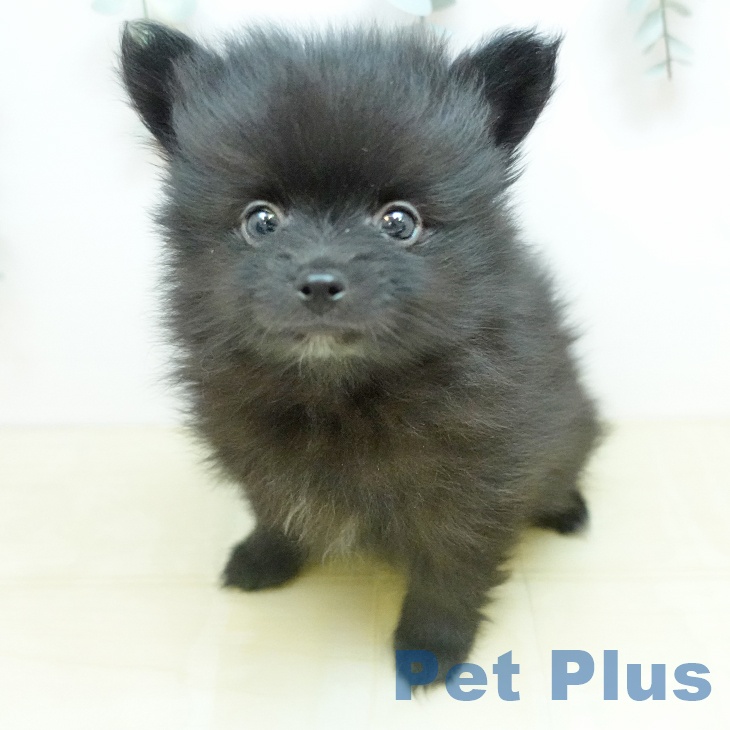 埼玉県のポメラニアン (ペットプラス ららぽーと富士見店/2026年2月17日生まれ/男の子/ブラック)の子犬の2枚目の画像
