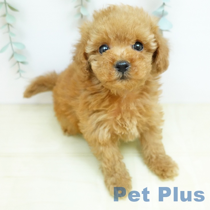 トイ・プードル