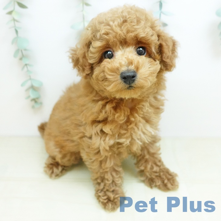 福島県のトイプードル(トイ) (ペットプラス イオンタウン郡山店/2026年2月15日生まれ/男の子/アプリコット)の子犬