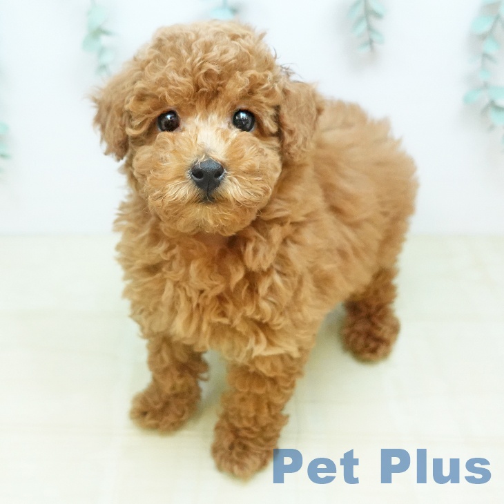 トイ・プードル