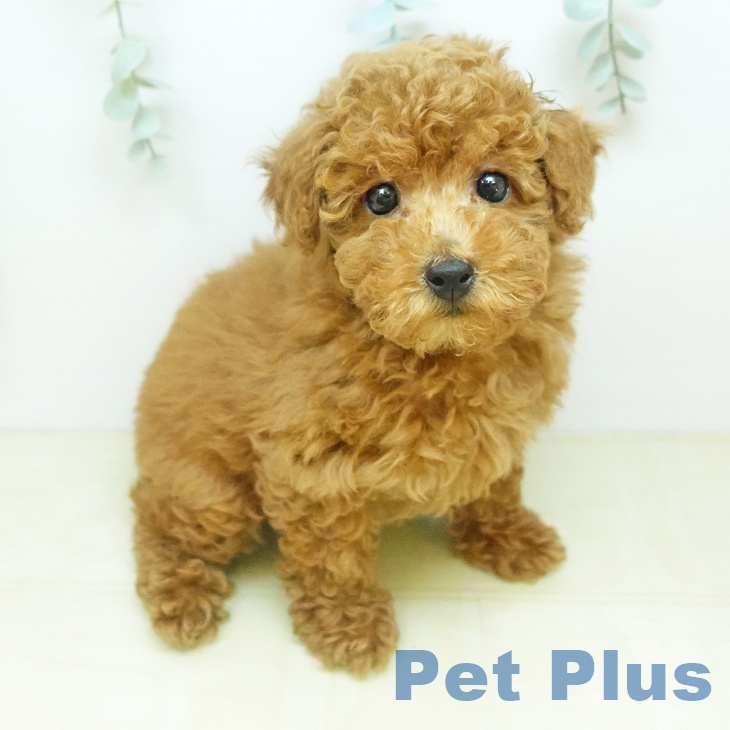 トイ・プードルの写真2