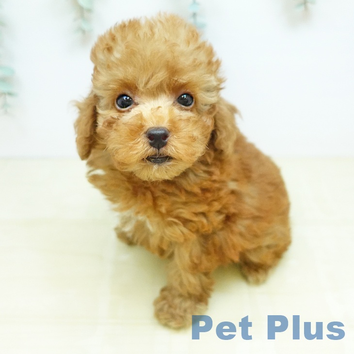 トイ・プードル