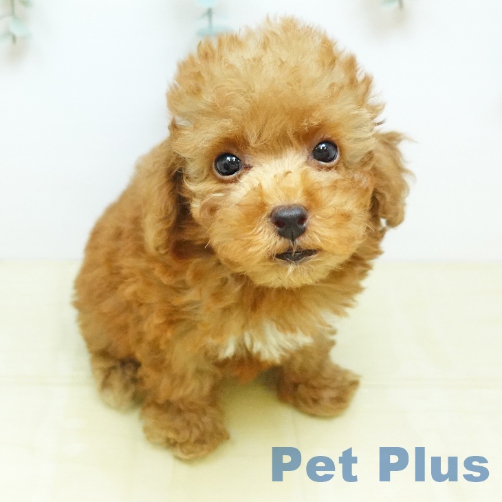 トイ・プードルの写真2