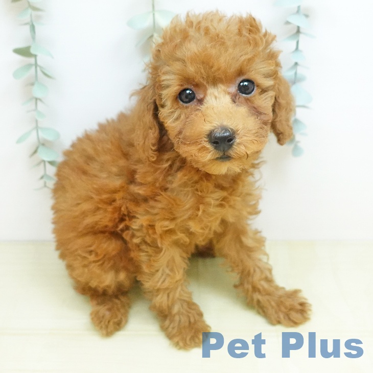 福島県のトイプードル(トイ) (ペットプラス 福島店/2026年2月15日生まれ/女の子/レッドフォーン)の子犬