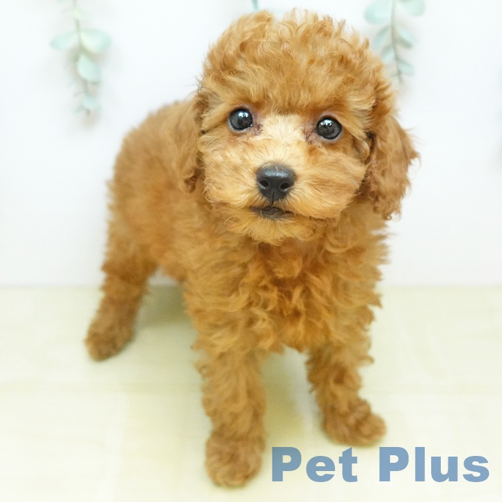 トイ・プードルの写真2