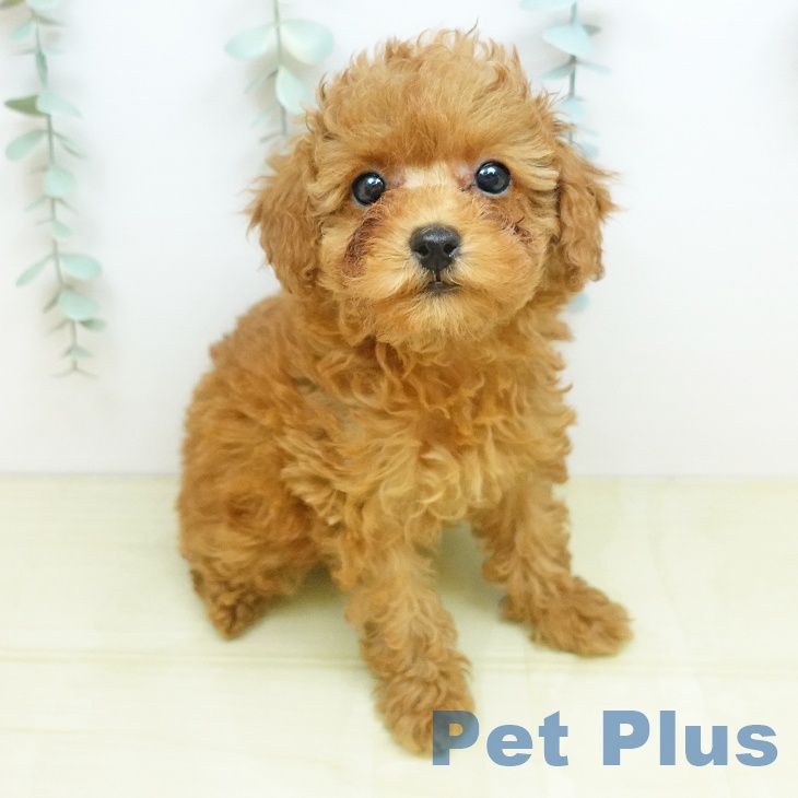 埼玉県のトイプードル(トイ) (ペッツワン 吉川美南店/2026年2月15日生まれ/女の子/レッドフォーン)の子犬の1枚目の画像