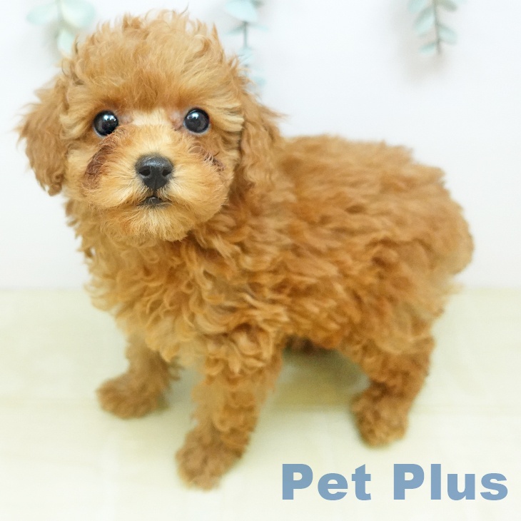 埼玉県のトイプードル(トイ) (ペッツワン 吉川美南店/2026年2月15日生まれ/女の子/レッドフォーン)の子犬の2枚目の画像