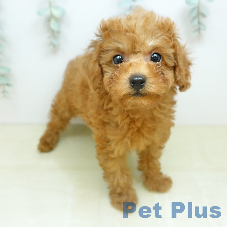 宮城県のトイプードル(トイ) (ペットプラス 名取店/2026年2月15日生まれ/女の子/レッドフォーン)の子犬の1枚目の画像