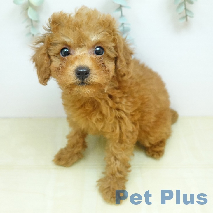 宮城県のトイプードル(トイ) (ペットプラス 名取店/2026年2月15日生まれ/女の子/レッドフォーン)の子犬の2枚目の画像